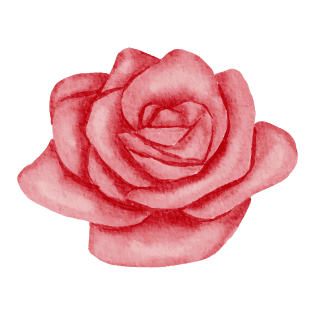Rose Rose